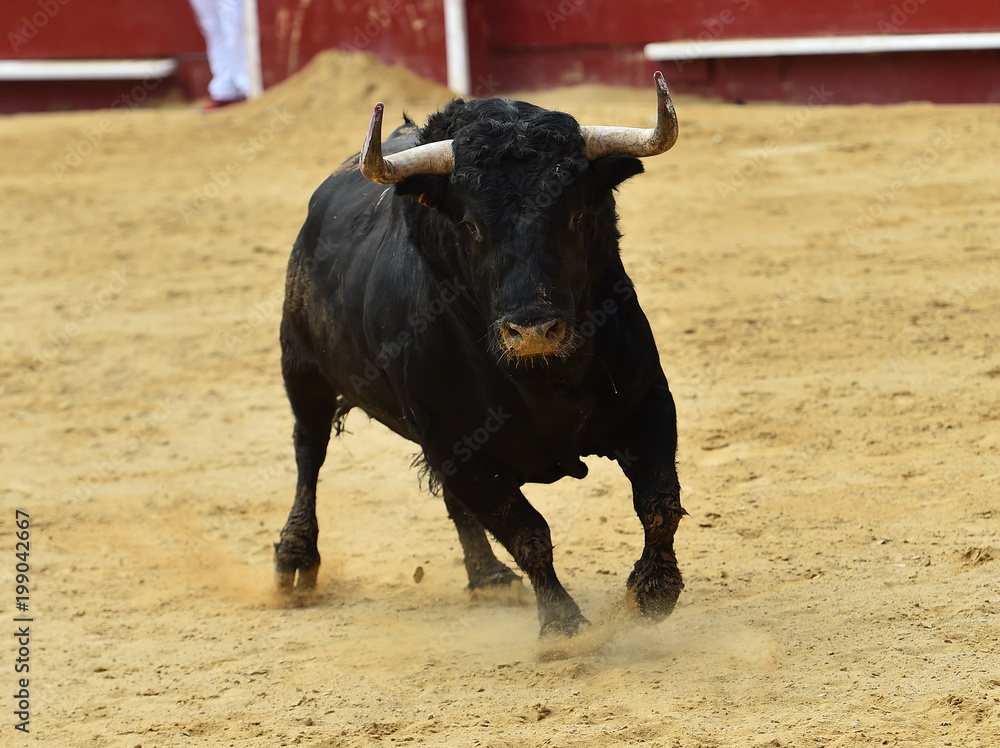 black bull in spain