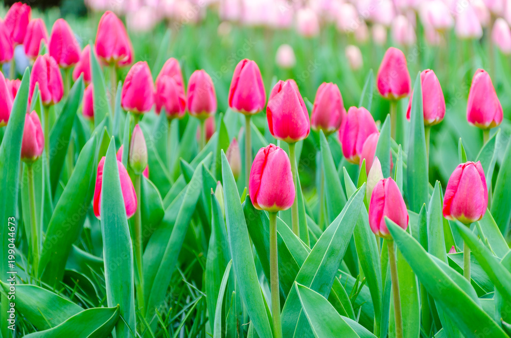 Pink tulips in bloom in Keukenhof spring garden from Netherlands