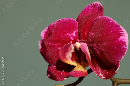 Purple orchid