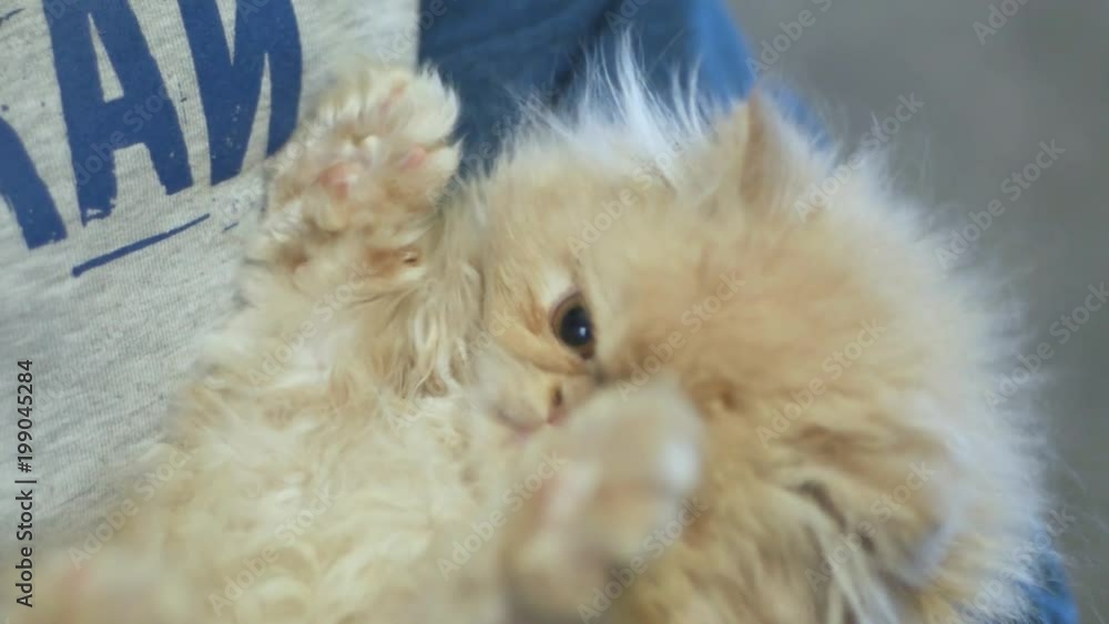 big fluffy cat portrait close up big fluffy cat portrait close up
