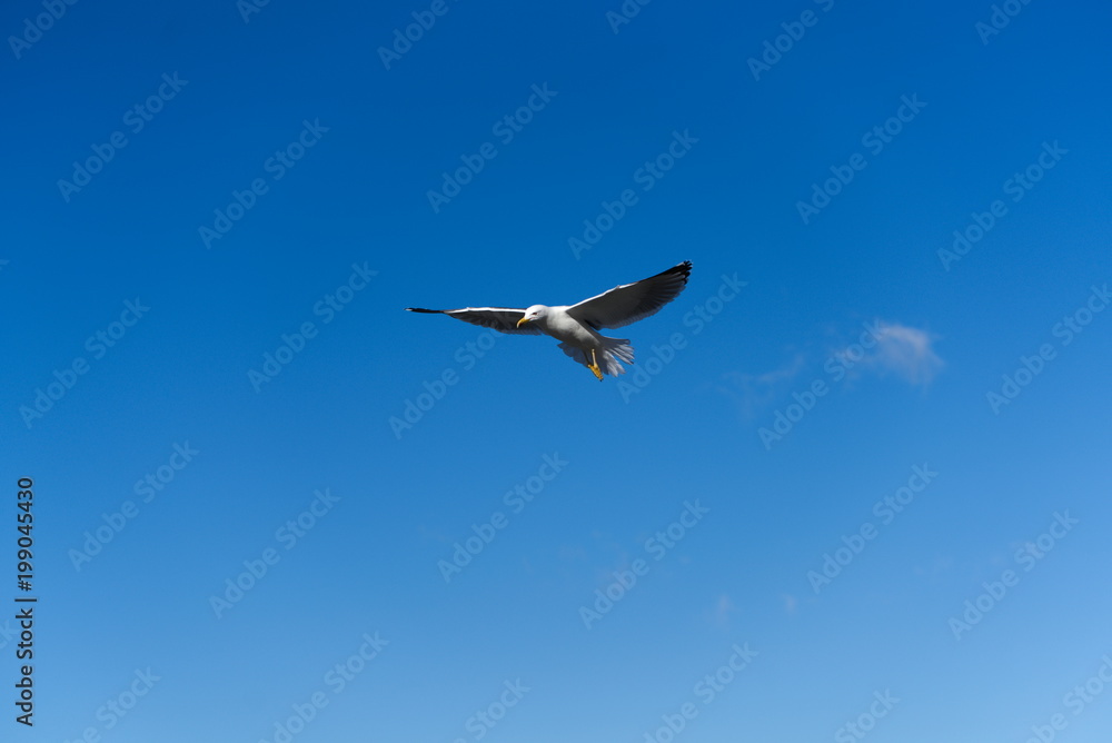 seagull flying in a perfect the sky