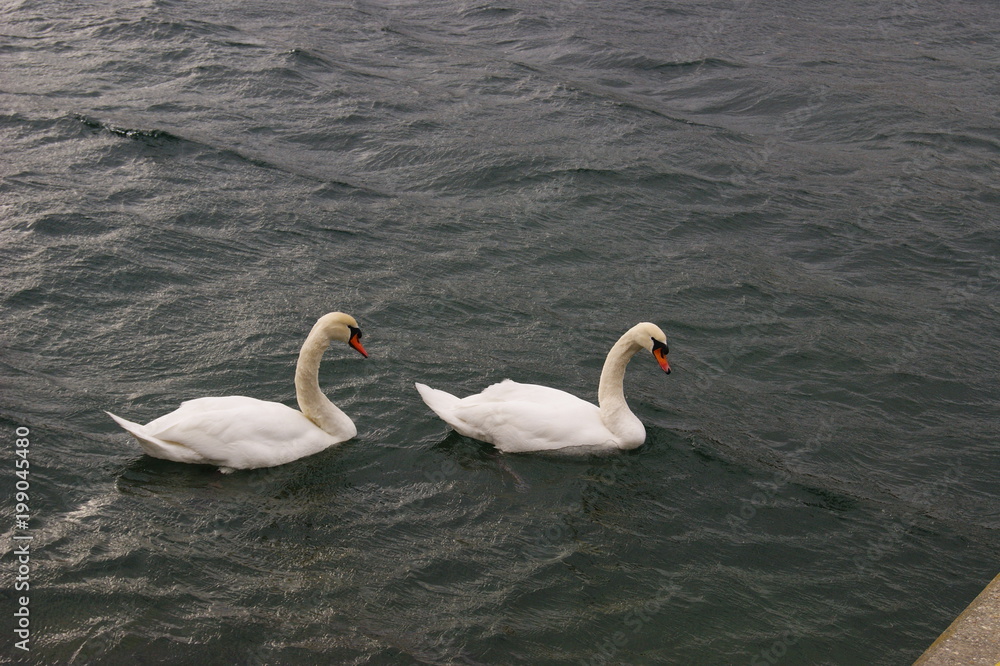 Fototapeta premium Schwan