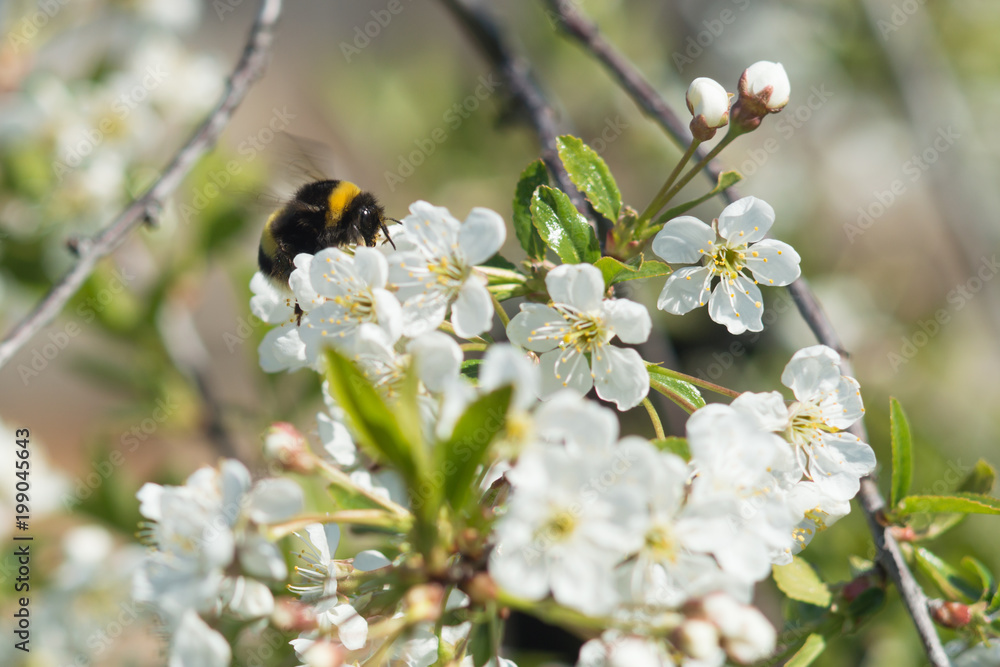Bumblebee eats nectar from a cherry blossom