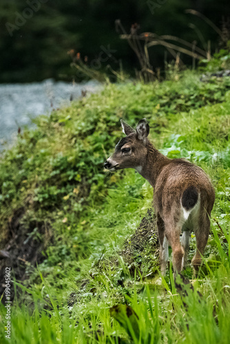 Fawn in Spring