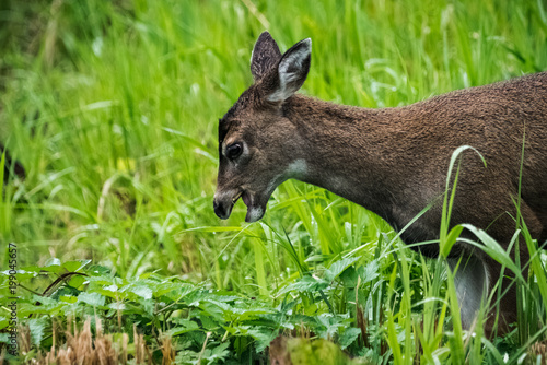 Fawn in Spring III © Brian Browitt Photo