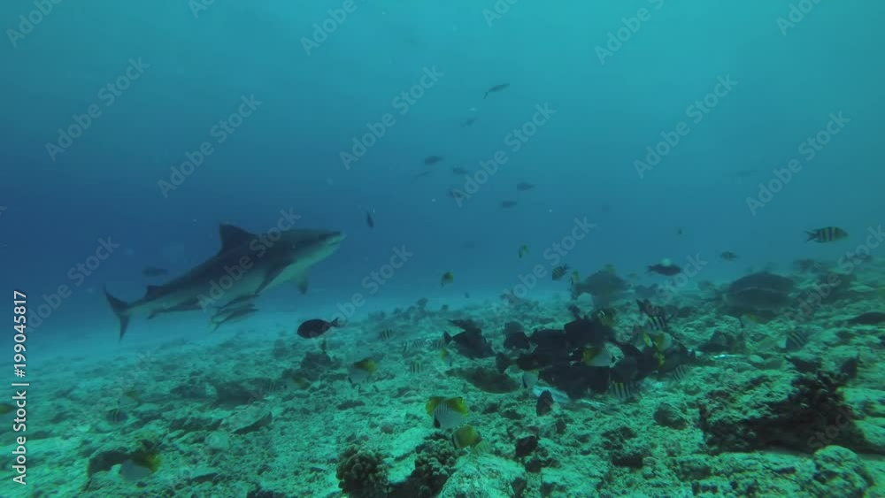 Tiger Shark swims over a shallow reef in blue water
Tiger Shark swims over a shallow reef in blue water