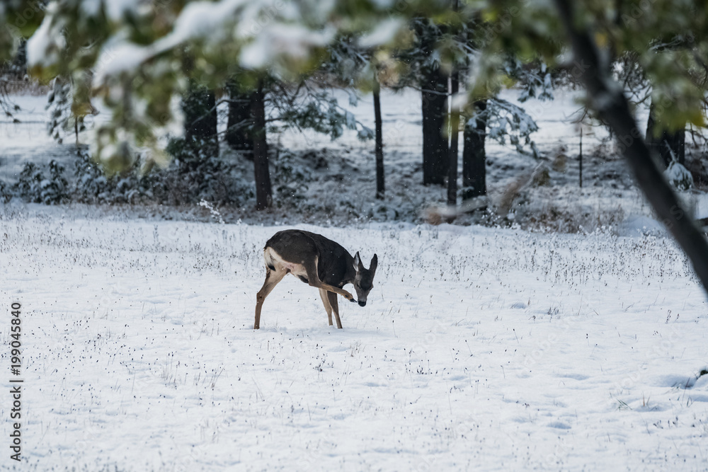 Mule Deer in Winter III Mule Deer in Winter III