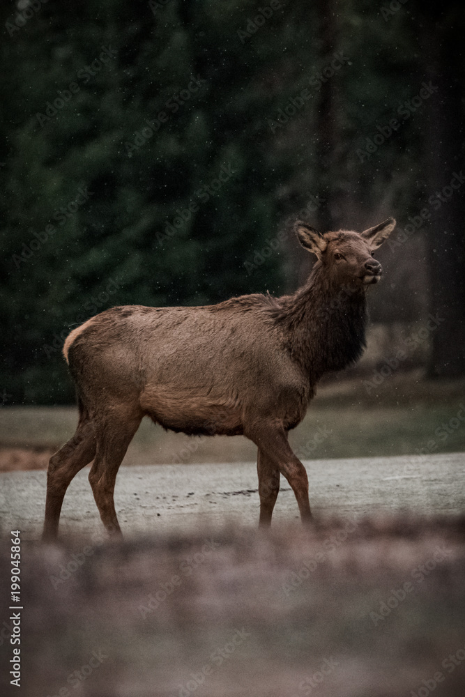 Young Elk on the Move