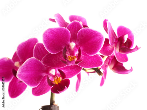 Pink mini phalaenopsis orchids on white background
