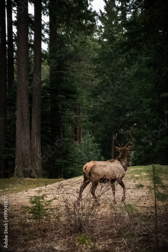 Bull Elk in the Forest