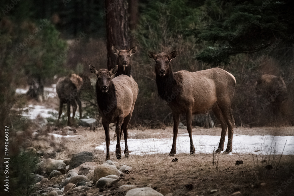 Elk in the meadow Elk in the meadow