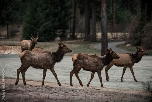 Young Elk on the Move III
