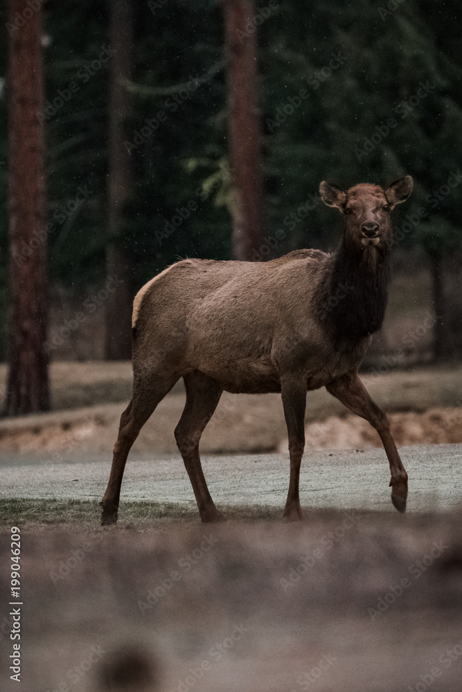 Elk on the Move