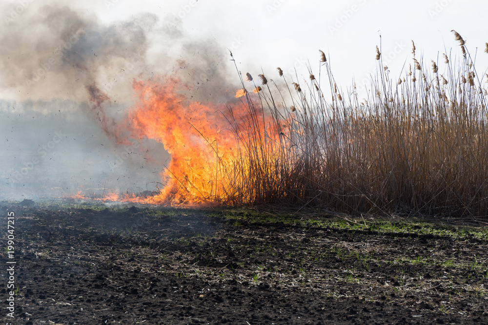 burning reed field