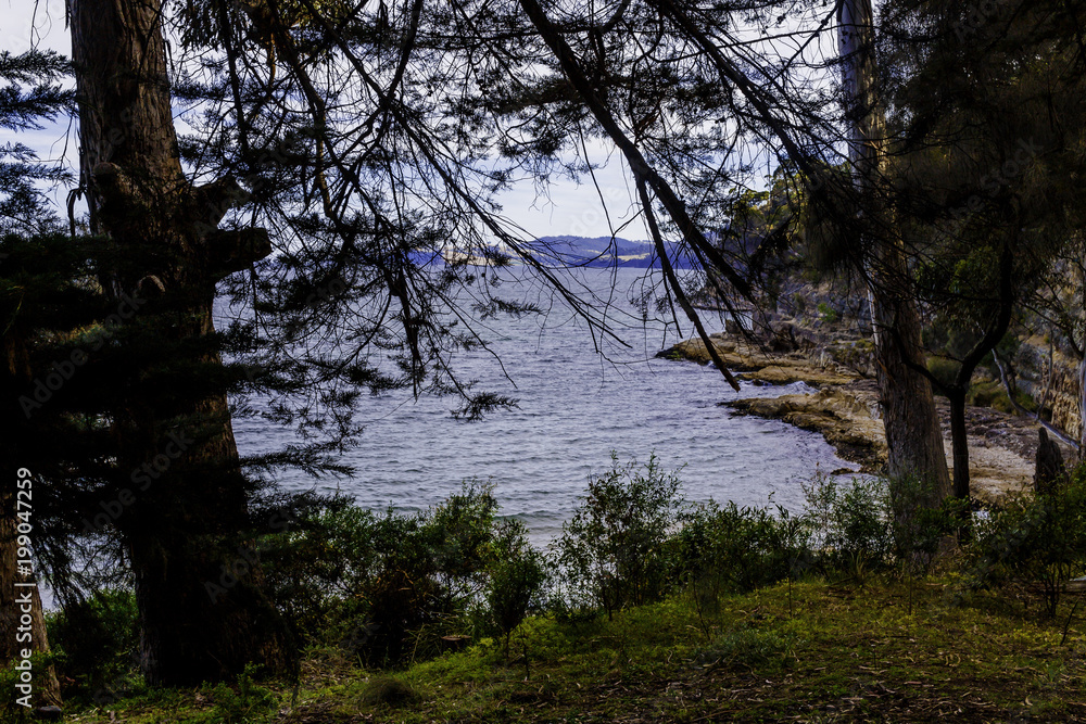 detail view of Tasmanian beach with rocks and bush trees detail view of Tasmanian beach with rocks and bush trees