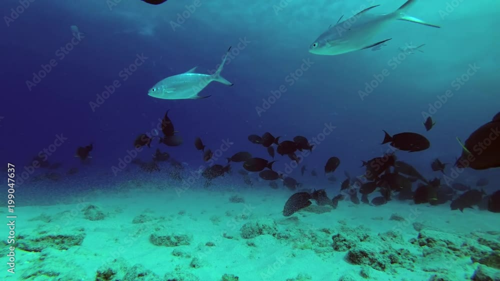 school of Surgeonfish swims over sandy bottom
school of Surgeonfish swims over sandy bottom