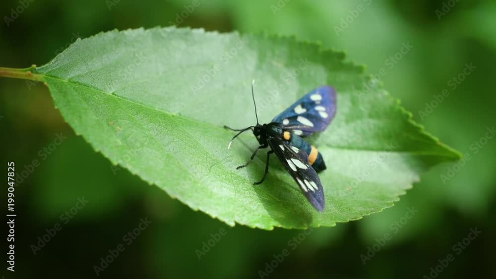 Amata phegea. Nine-spotted moth butterfly sits on green cherry tree leaf in summer