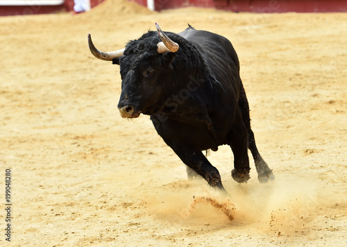 toro negro en españa