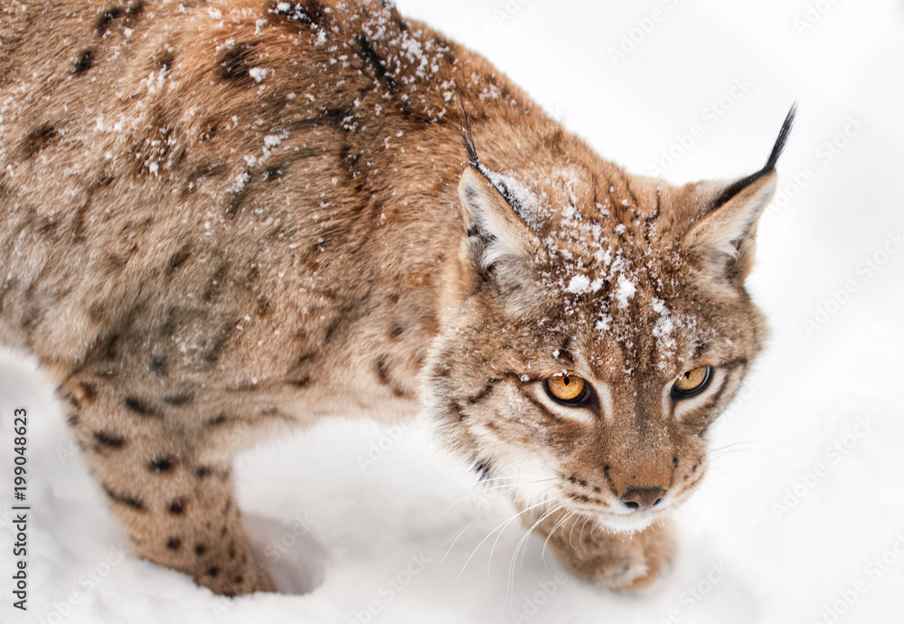 Hunting Lynx in winter on snow on the white background Hunting Lynx in winter on snow on the white background