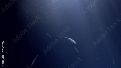 school of Yellowstripe Scads feed on plankton at night 
 photo