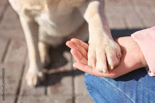 Fototapeta Naklejka Na Ścianę i Meble -  Cute dog giving paw to woman outdoors, closeup. Friendship between pet and owner