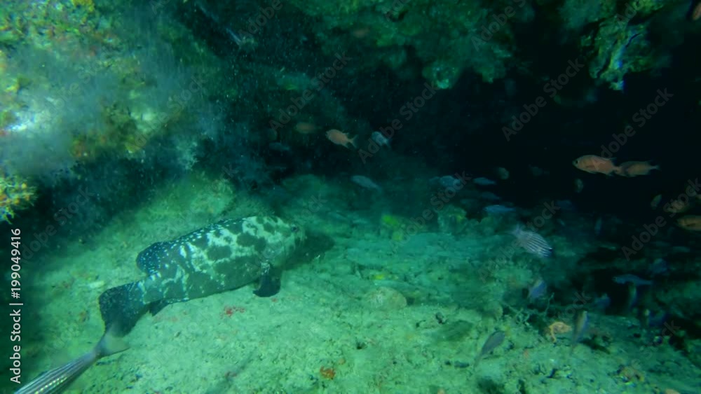 Life in the underwater cave
Life in the underwater cave