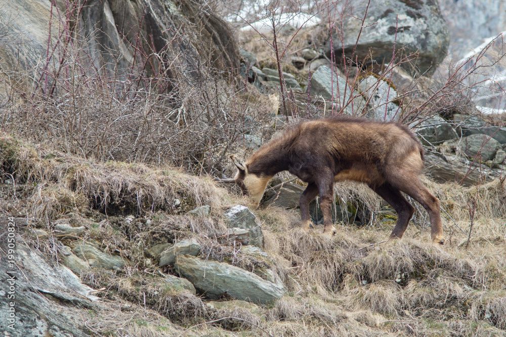 chamois hounds grass in the snow. Chamois walks in the snow chamois hounds grass in the snow. Chamois walks in the snow