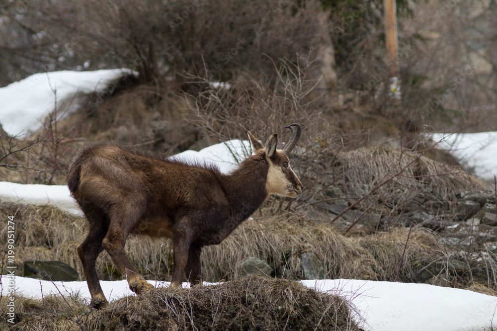 chamois hounds grass in the snow. Chamois walks in the snow chamois hounds grass in the snow. Chamois walks in the snow