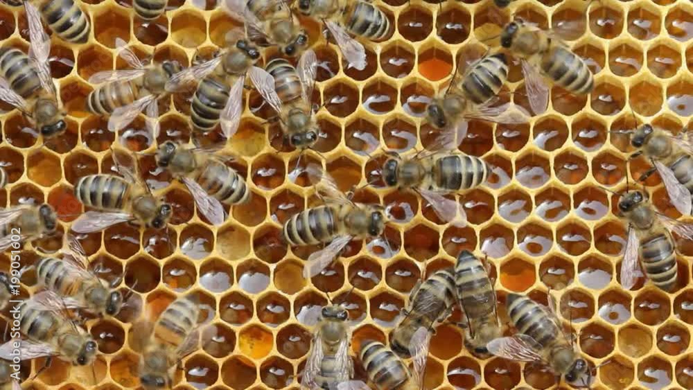 Color harmony and beauty inside hive.
Honey combs with nectar, pollen, honey and bees. Color harmony and beauty inside hive.
Honey combs with nectar, pollen, honey and bees.