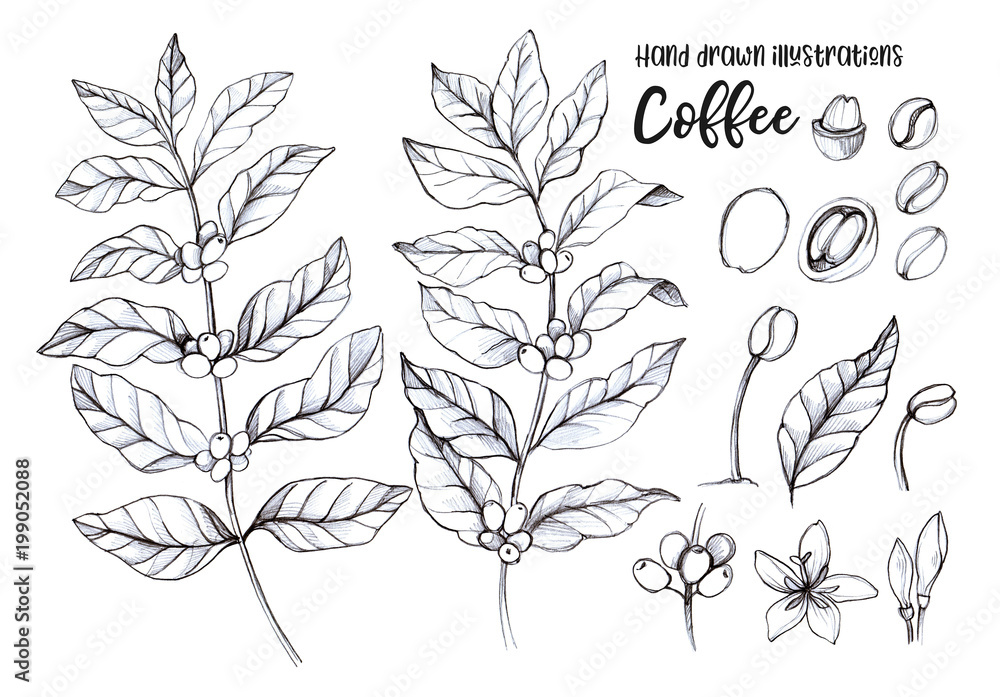 Free Coffee Plant Art Prints and Artworks  FreeArt