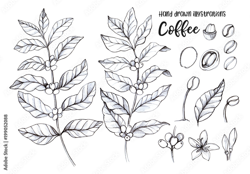 Hand drawn pencil illustrations. Coffee tree and coffee beans. Herbal plant in sketch style. Perfect for restaurant labels, invitations, cards, leaflets, menu etc Hand drawn pencil illustrations. Coffee tree and coffee beans. Herbal plant in sketch style. Perfect for restaurant labels, invitations, cards, leaflets, menu etc