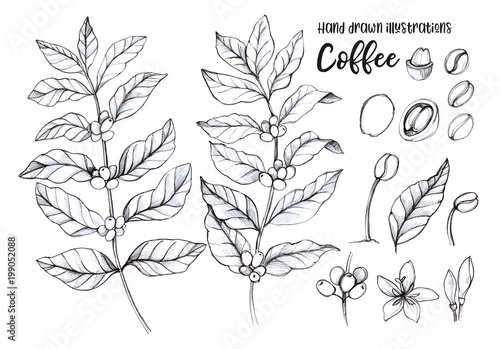 Hand Drawn Pencil Illustrations Coffee Tree And Coffee Beans Herbal Plant In Sketch Style Perfect For Restaurant Labels Invitations Cards Leaflets Menu Etc Stock Illustration Adobe Stock