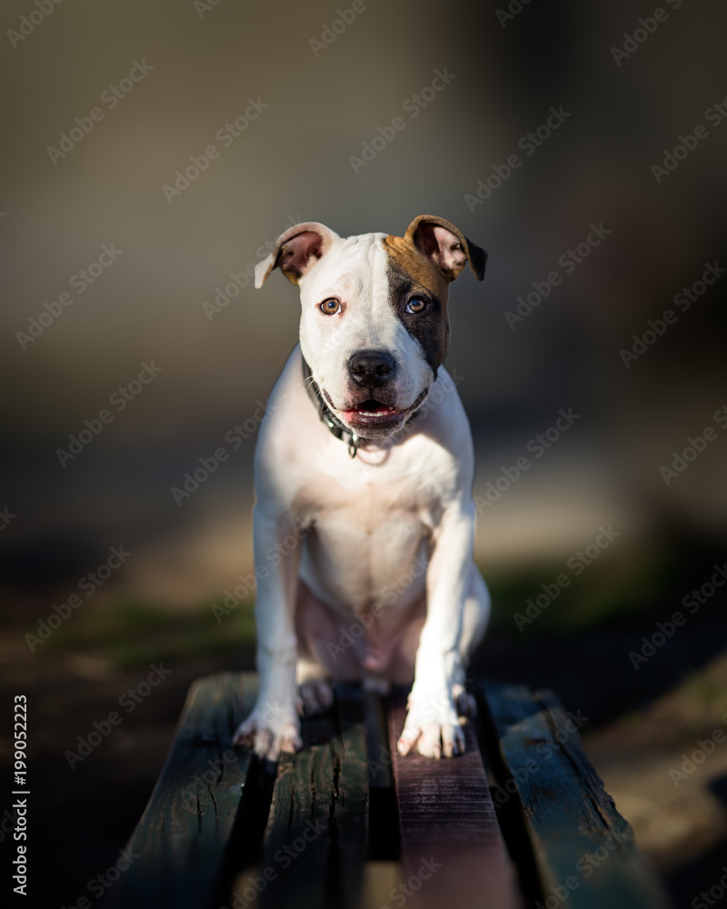 Portrait of small American Staffordshire terrier dog