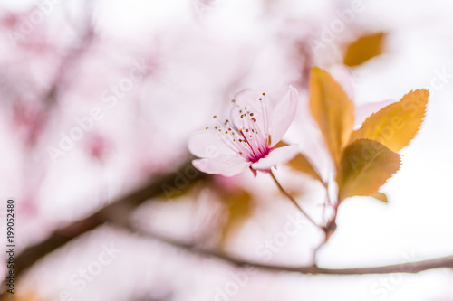 Piccoli fiori rosa di pruno sul ramo photo