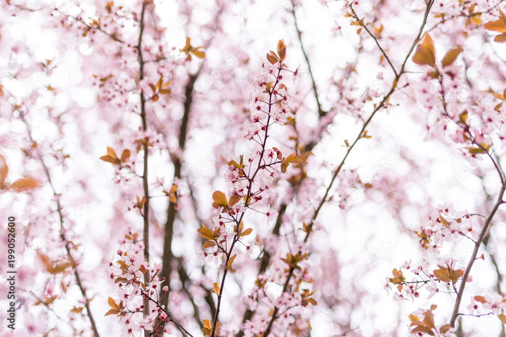 Rami ricoperti di piccoli fiori rosa Rami ricoperti di piccoli fiori rosa