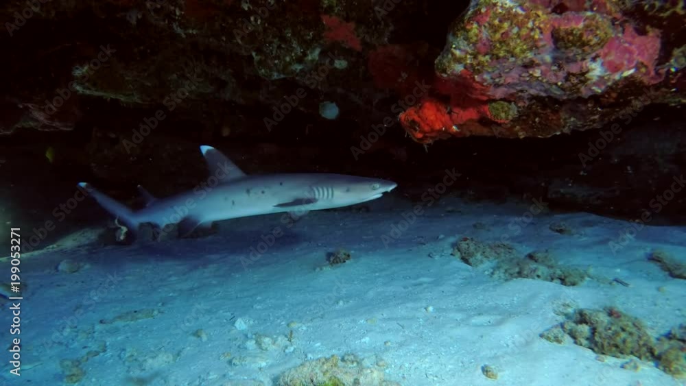 Whitetip reef shark swimming under reef
Whitetip reef shark swimming under reef