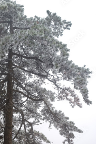 Bare tree branches against the blue and cloudy sky, background for dry and summer season