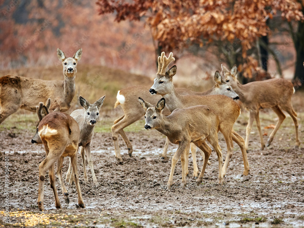 Roe deer family