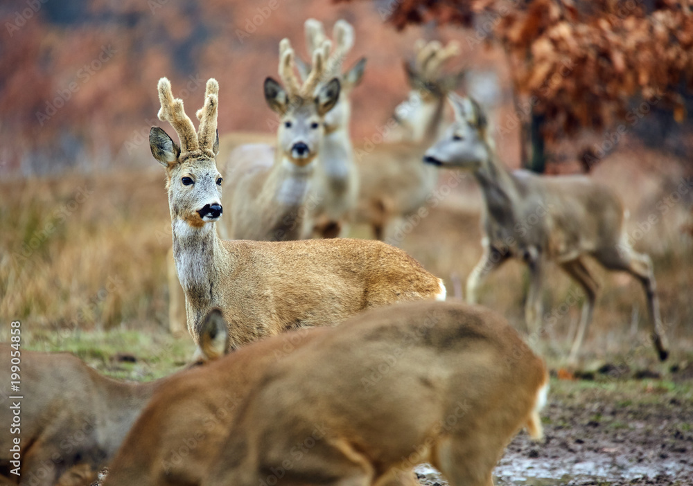 Roe deer family