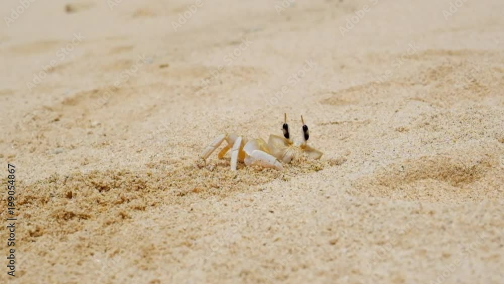 Tiny crab crawls out of hole. Sand beach on Phuket island, Thailand. Tiny crab crawls out of hole. Sand beach on Phuket island, Thailand.