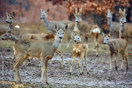 Roe deer family