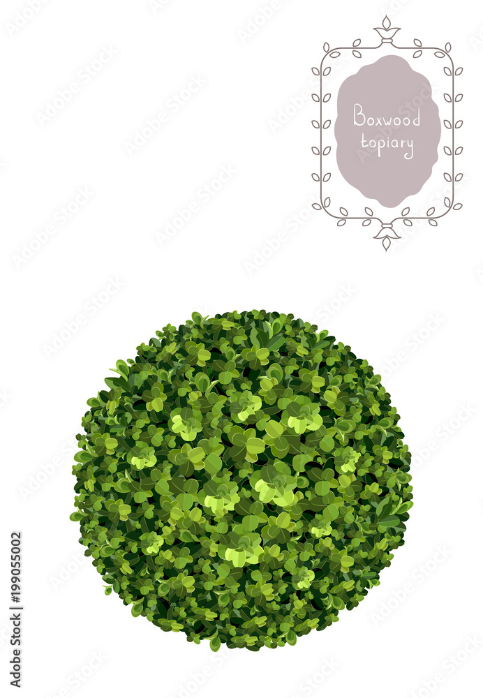 Boxwood Vector Ball boxwood topiary, garden plant, vector background. English boxwood ...