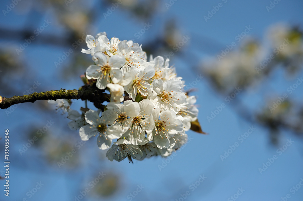 Fototapeta premium apple branch on sunny sky
