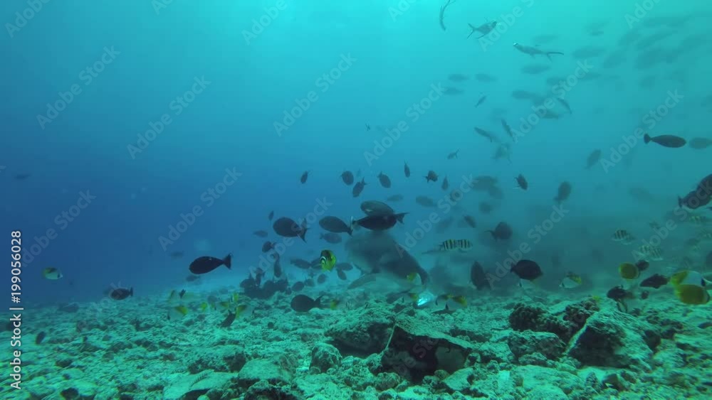 Tiger Shark picks up the remains of tuna and other fishery wastes thrown into the ocean, Fuvahmulah island, Indian Ocean, Maldives Tiger Shark picks up the remains of tuna and other fishery wastes thrown into the ocean, Fuvahmulah island, Indian Ocean, Maldives