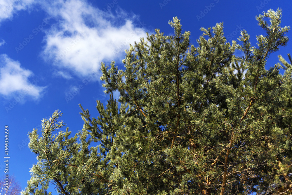pine branches on a background of bright blue spring sky pine branches on a background of bright blue spring sky
