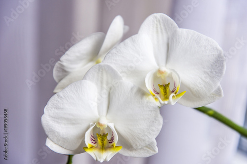 Vita eleganta orkidér