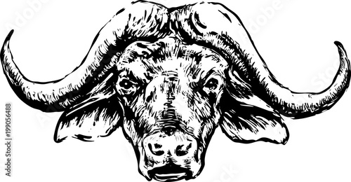 Buffalo head on a white background