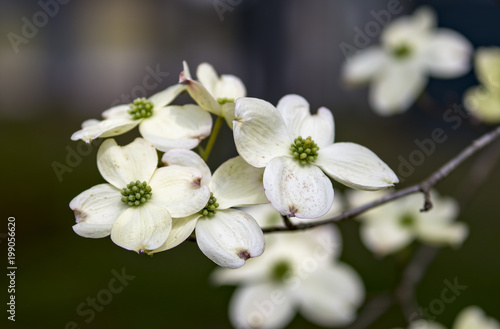 Fototapeta Naklejka Na Ścianę i Meble -  Dogwood Blossoms
