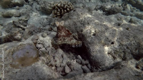 Big Blue Octopus in cave
 photo