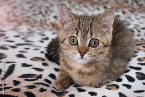 The Scottish Straight kitten lies. The kitten has large expressive eyes. photo